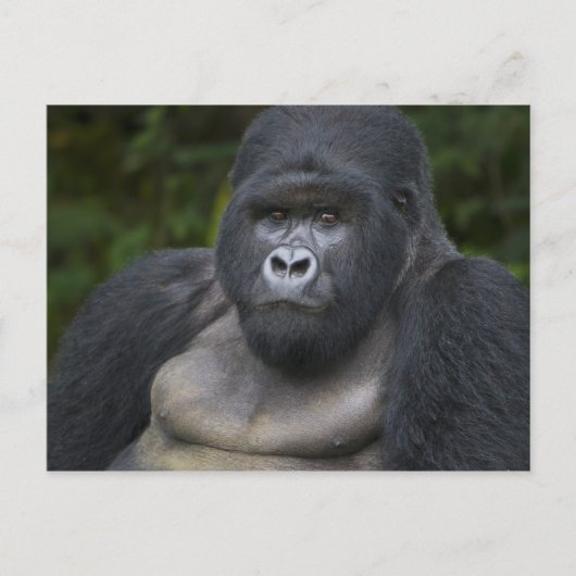 マウンテン・ゴリラおよびSilverback 4 ポストカード (正面)