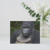 マウンテン・ゴリラおよびSilverback 4 ポストカード (スタンド正面)
