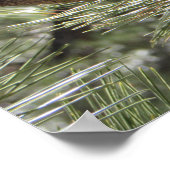 マウンテン《鳥》アメリカゴガラインパインツリー ポスター (角)