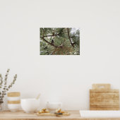 マウンテン《鳥》アメリカゴガラインパインツリー ポスター (キッチン)