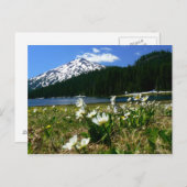 マウントバチェラーアンドワイルドフラワーズ1 ポストカード (正面/裏面)