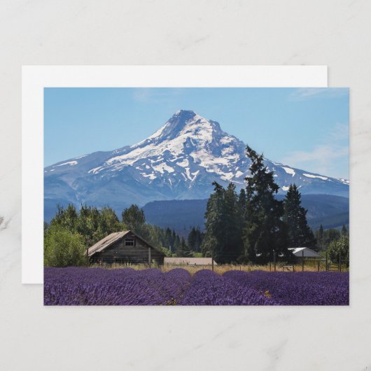 マウントフードラベンダーフィールド空白のカード (正面/裏面)