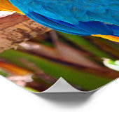 マカオオウムの黄色と青の鳥 ポスター (角)