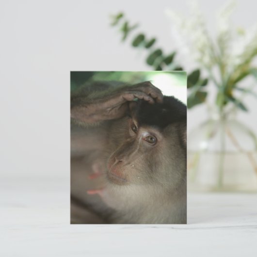 マカケはがき ポストカード (スタンド正面)