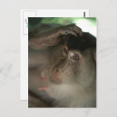 マカケはがき ポストカード (正面/裏面)