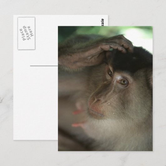 マカケはがき ポストカード (正面/裏面)