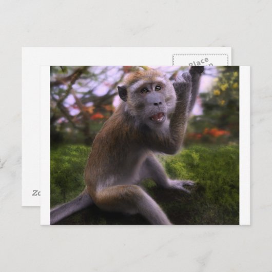 マカケ ポストカード (正面/裏面)