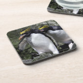 マカロニのペンギン、南ジョージア コースター (左側)