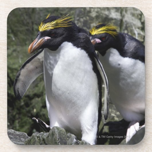 マカロニのペンギン、南ジョージア コースター (正面)