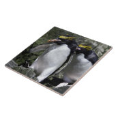 マカロニのペンギン、南ジョージア タイル (側面)