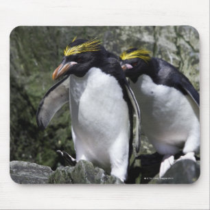 マカロニのペンギン、南ジョージア マウスパッド