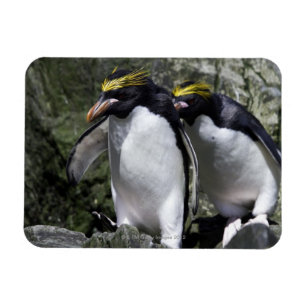 マカロニのペンギン、南ジョージア マグネット