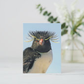 マカロニペンギン ポストカード (スタンド正面)