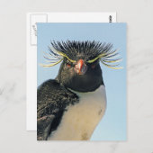 マカロニペンギン ポストカード (正面/裏面)