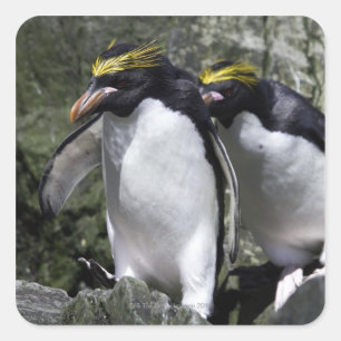 マカロニペンギン、南ジョージア スクエアシール
