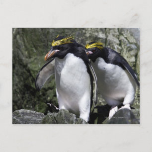 マカロニペンギン、南ジョージア ポストカード