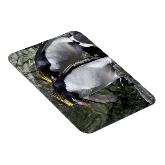 マカロニペンギン、南ジョージア マグネット (右側)