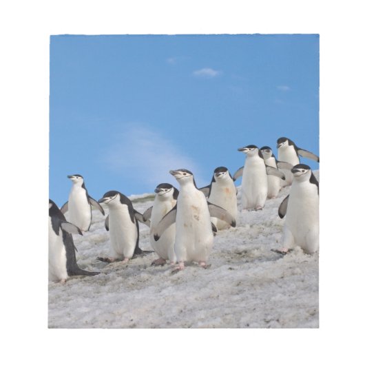 マカロニペンギン | Pygoscelis Antarctica ノートパッド (正面)