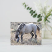 マカロフピークワイルドホース ポストカード (スタンド正面)