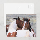 マカロフピークワイルドホース ポストカード (正面/裏面)