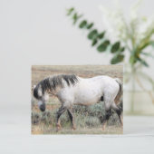 マカロフピークワイルドホース ポストカード (スタンド正面)