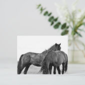 マカロフピークワイルドホース ポストカード (スタンド正面)