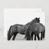 マカロフピークワイルドホース ポストカード (正面/裏面)