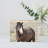 マカロフピークワイルドホース ポストカード (スタンド正面)