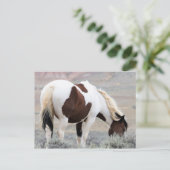 マカロフピークワイルドホース ポストカード (スタンド正面)