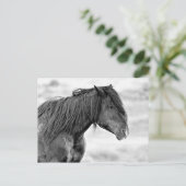 マカロフピークワイルドホース ポストカード (スタンド正面)