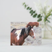 マカロフピークワイルドホース ポストカード (スタンド正面)