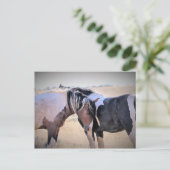 マカロフピークワイルドホース ポストカード (スタンド正面)