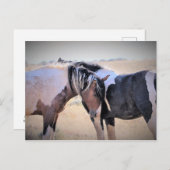 マカロフピークワイルドホース ポストカード (正面/裏面)
