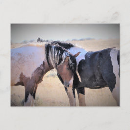 マカロフピークワイルドホース ポストカード