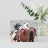 マカロフピークワイルドホース ポストカード (スタンド正面)