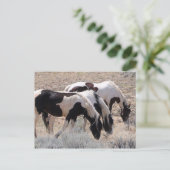 マカロフピークワイルドホース ポストカード (スタンド正面)