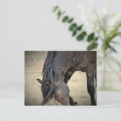 マカロフピークワイルドホース ポストカード (スタンド正面)