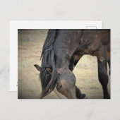 マカロフピークワイルドホース ポストカード (正面/裏面)