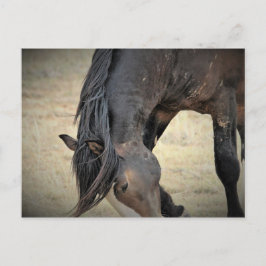 マカロフピークワイルドホース ポストカード