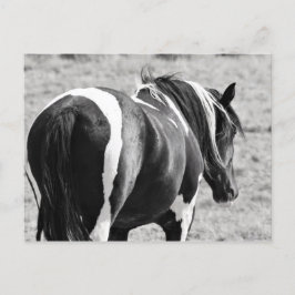 マカロフピークワイルドホース ポストカード