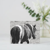 マカロフピークワイルドホース ポストカード (スタンド正面)