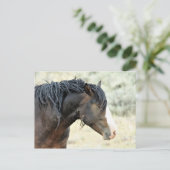 マカロフピークワイルドホース ポストカード (スタンド正面)