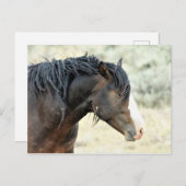 マカロフピークワイルドホース ポストカード (正面/裏面)