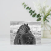 マカロフピークワイルドホース ポストカード (スタンド正面)