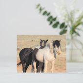 マカロフピークワイルドホース ポストカード (スタンド正面)