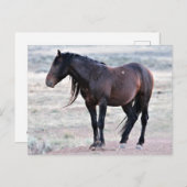 マカロフピークワイルドホース ポストカード (正面/裏面)