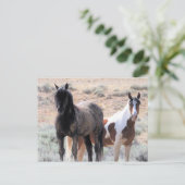 マカロフピークワイルドホース ポストカード (スタンド正面)