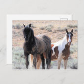 マカロフピークワイルドホース ポストカード (正面/裏面)