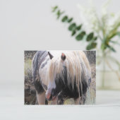 マカロフピークワイルドホース ポストカード (スタンド正面)