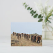 マカロフピークワイルドホース ポストカード (スタンド正面)